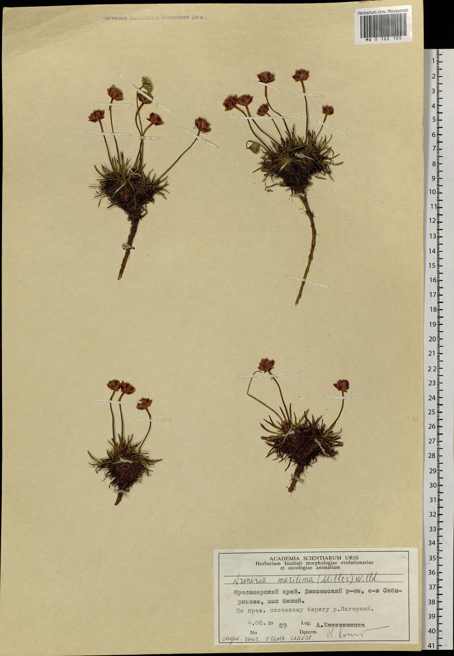 Armeria maritima (Mill.) Willd., Siberia, Central Siberia (S3) (Russia)