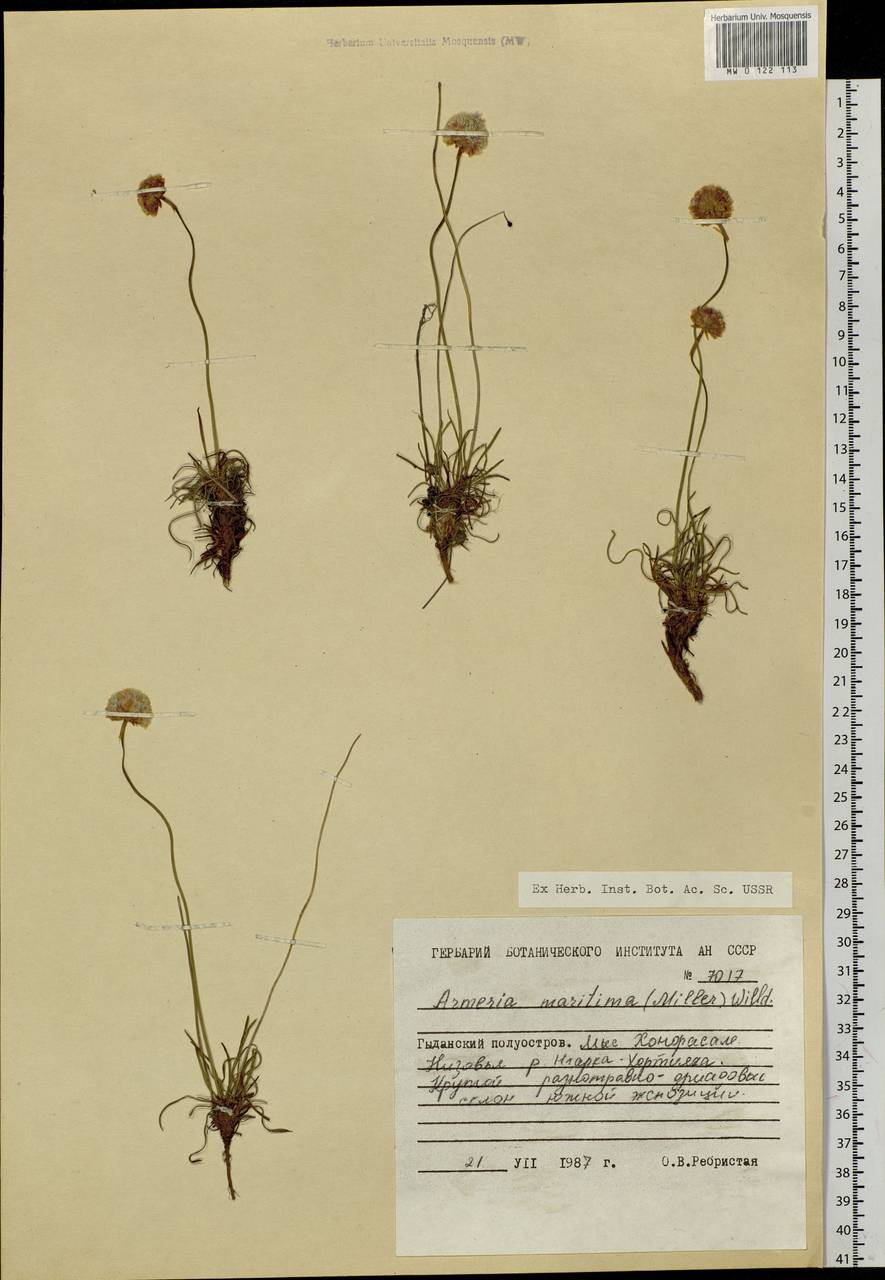 Armeria maritima (Mill.) Willd., Siberia, Western Siberia (S1) (Russia)