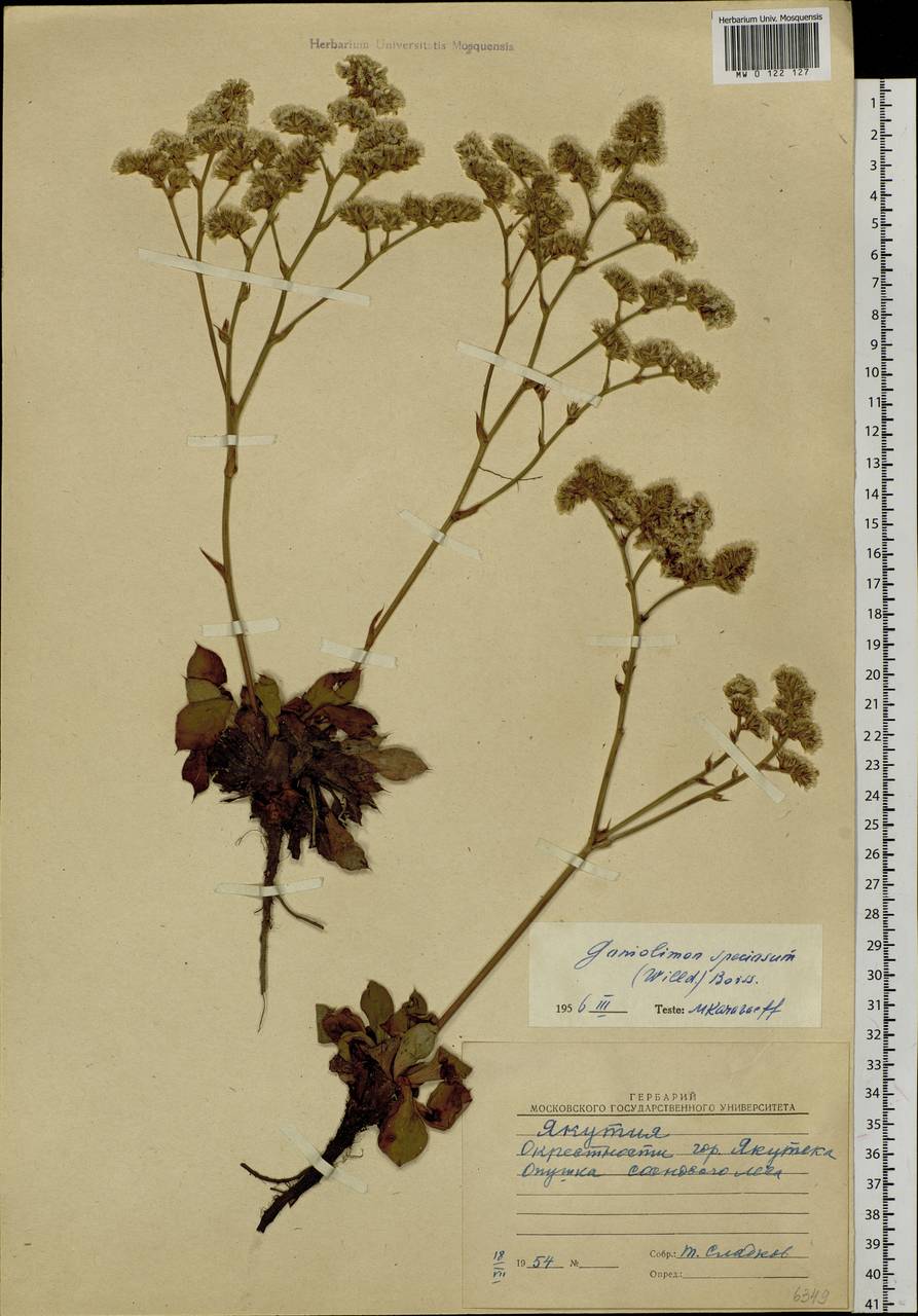 Goniolimon speciosum (L.) Boiss., Siberia, Yakutia (S5) (Russia)