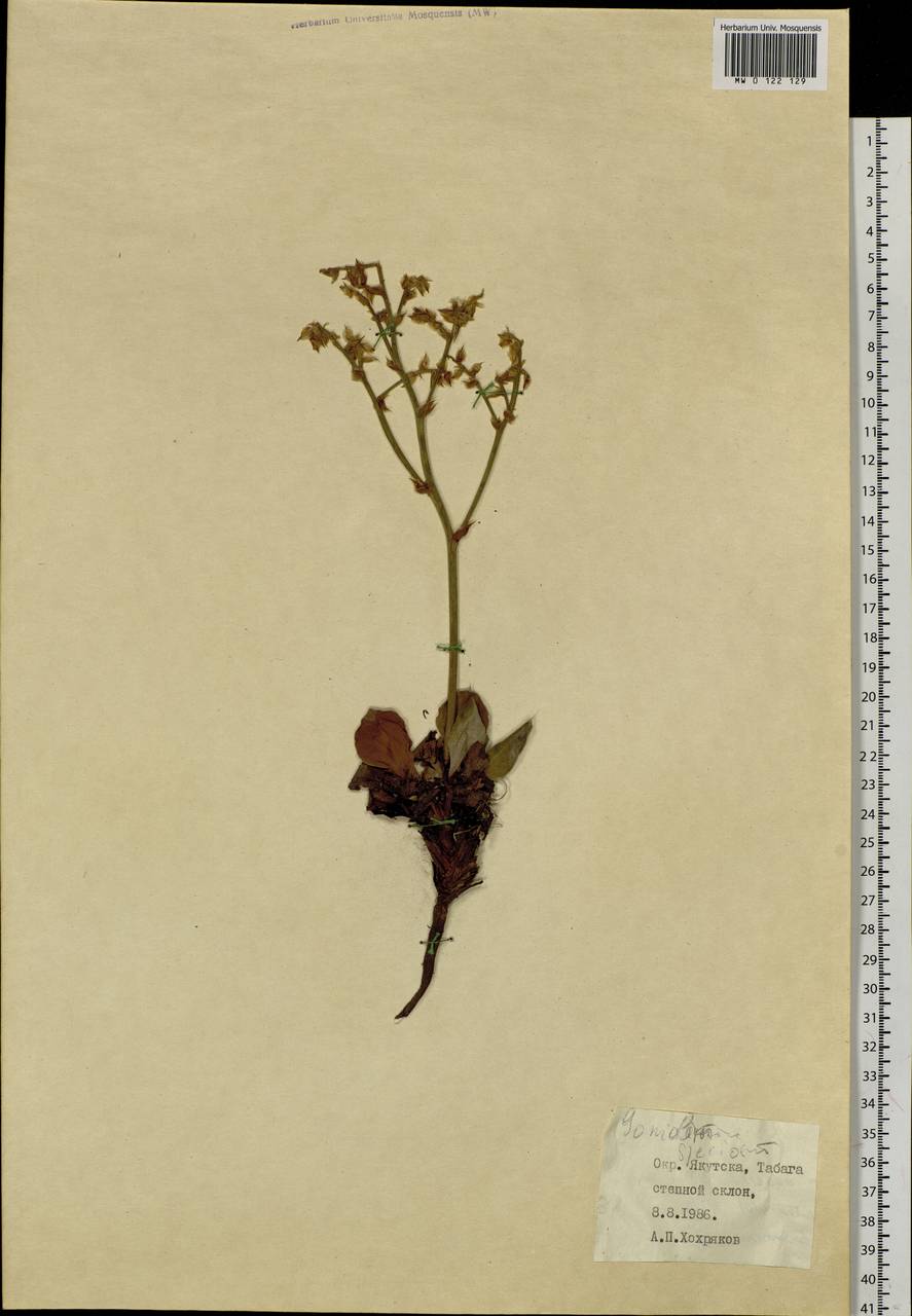 Goniolimon speciosum (L.) Boiss., Siberia, Yakutia (S5) (Russia)