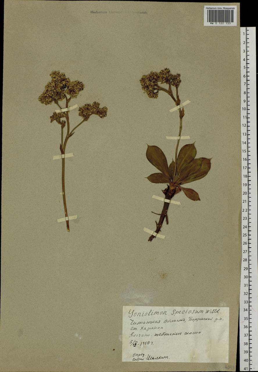 Goniolimon speciosum (L.) Boiss., Siberia, Baikal & Transbaikal region (S4) (Russia)
