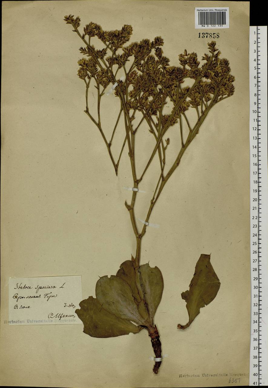 Goniolimon speciosum (L.) Boiss., Siberia, Baikal & Transbaikal region (S4) (Russia)