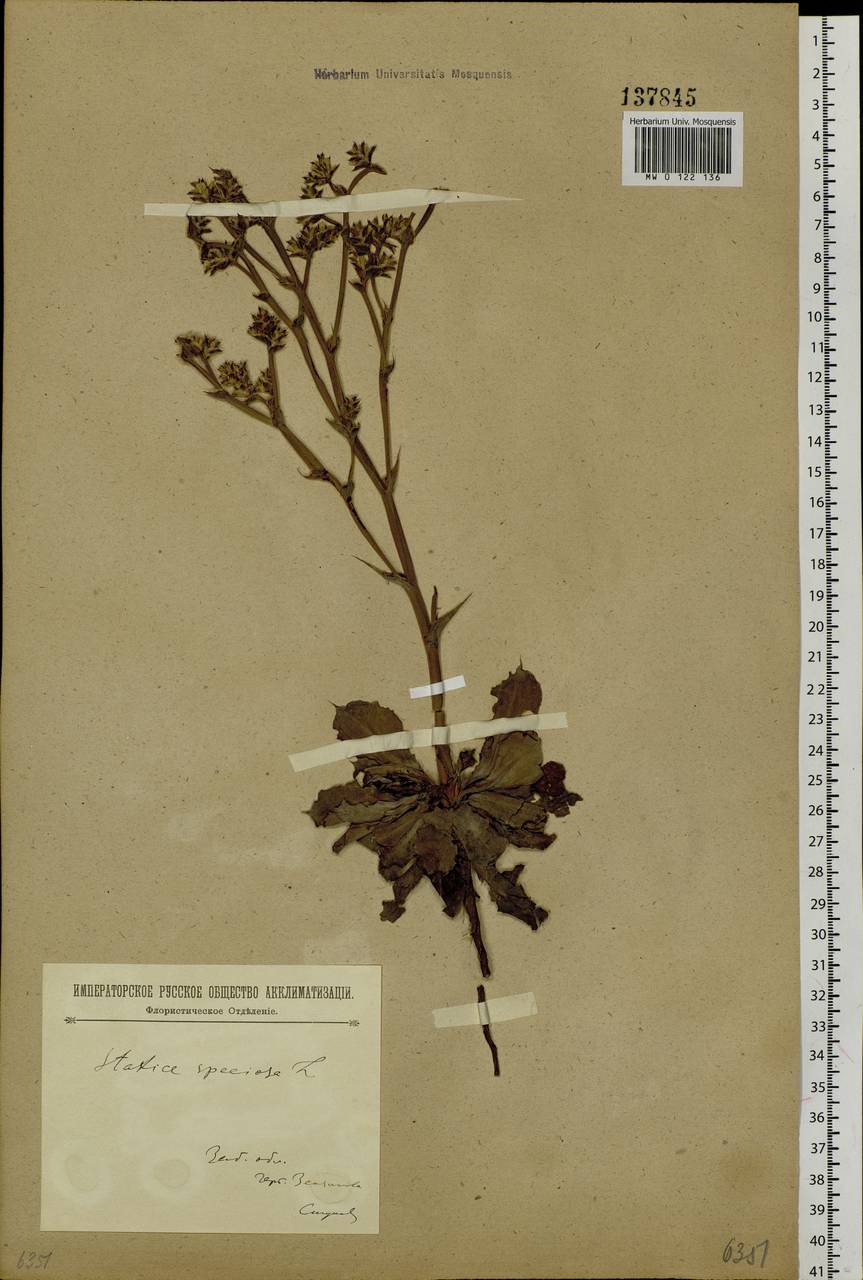 Goniolimon speciosum (L.) Boiss., Siberia, Baikal & Transbaikal region (S4) (Russia)
