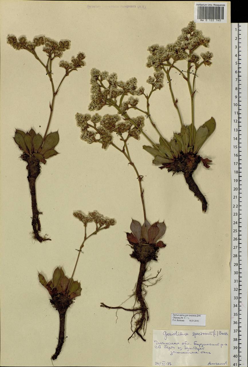Goniolimon speciosum (L.) Boiss., Siberia, Baikal & Transbaikal region (S4) (Russia)