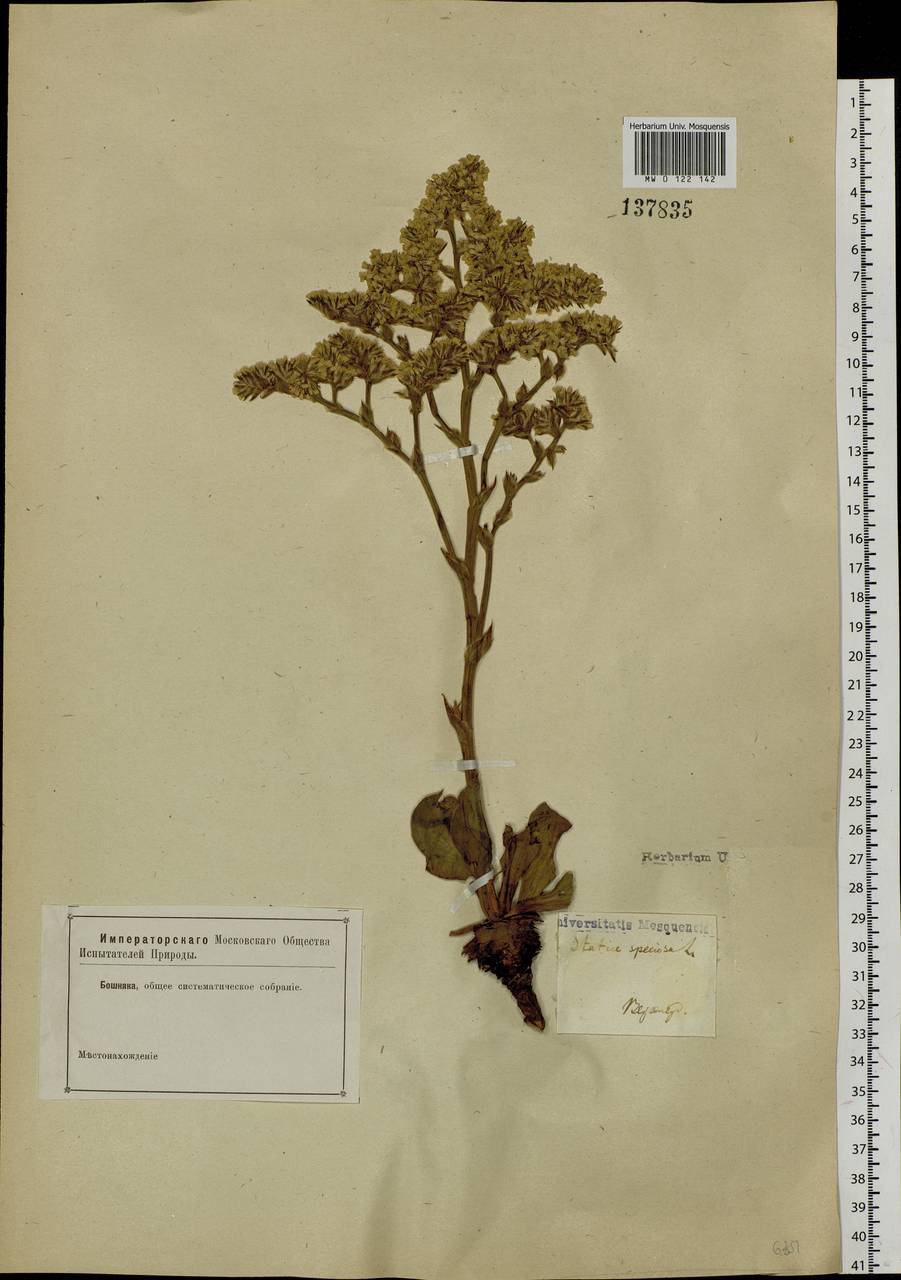 Goniolimon speciosum (L.) Boiss., Siberia, Baikal & Transbaikal region (S4) (Russia)