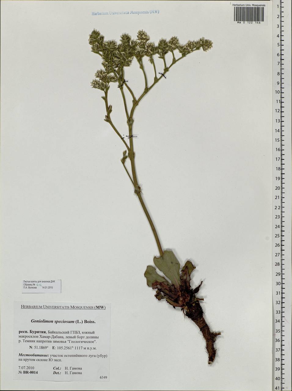 Goniolimon speciosum (L.) Boiss., Siberia, Baikal & Transbaikal region (S4) (Russia)