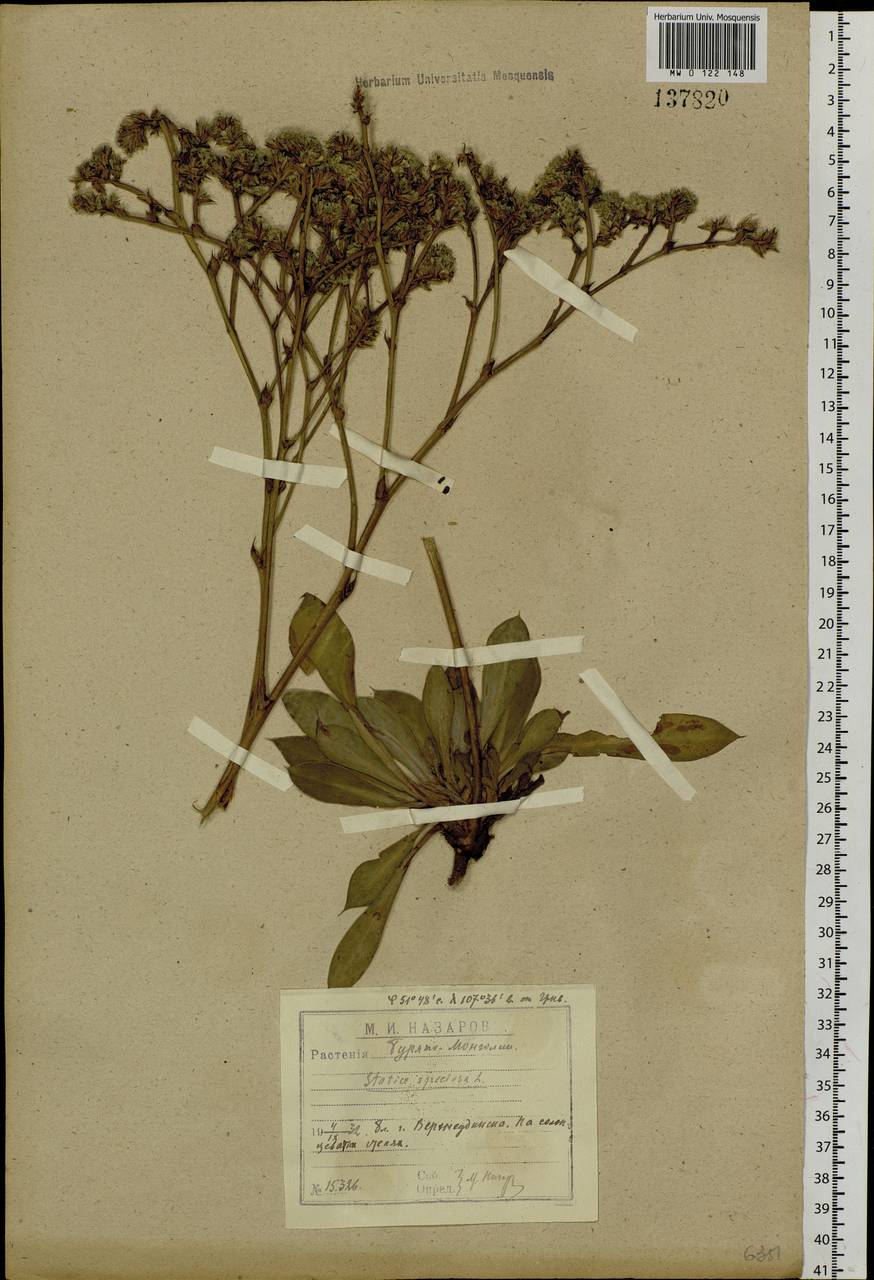 Goniolimon speciosum (L.) Boiss., Siberia, Baikal & Transbaikal region (S4) (Russia)