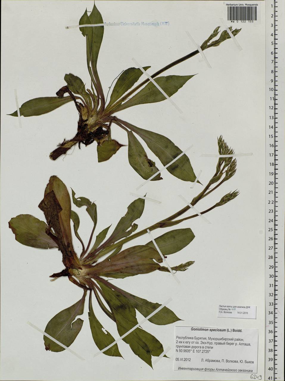 Goniolimon speciosum (L.) Boiss., Siberia, Baikal & Transbaikal region (S4) (Russia)