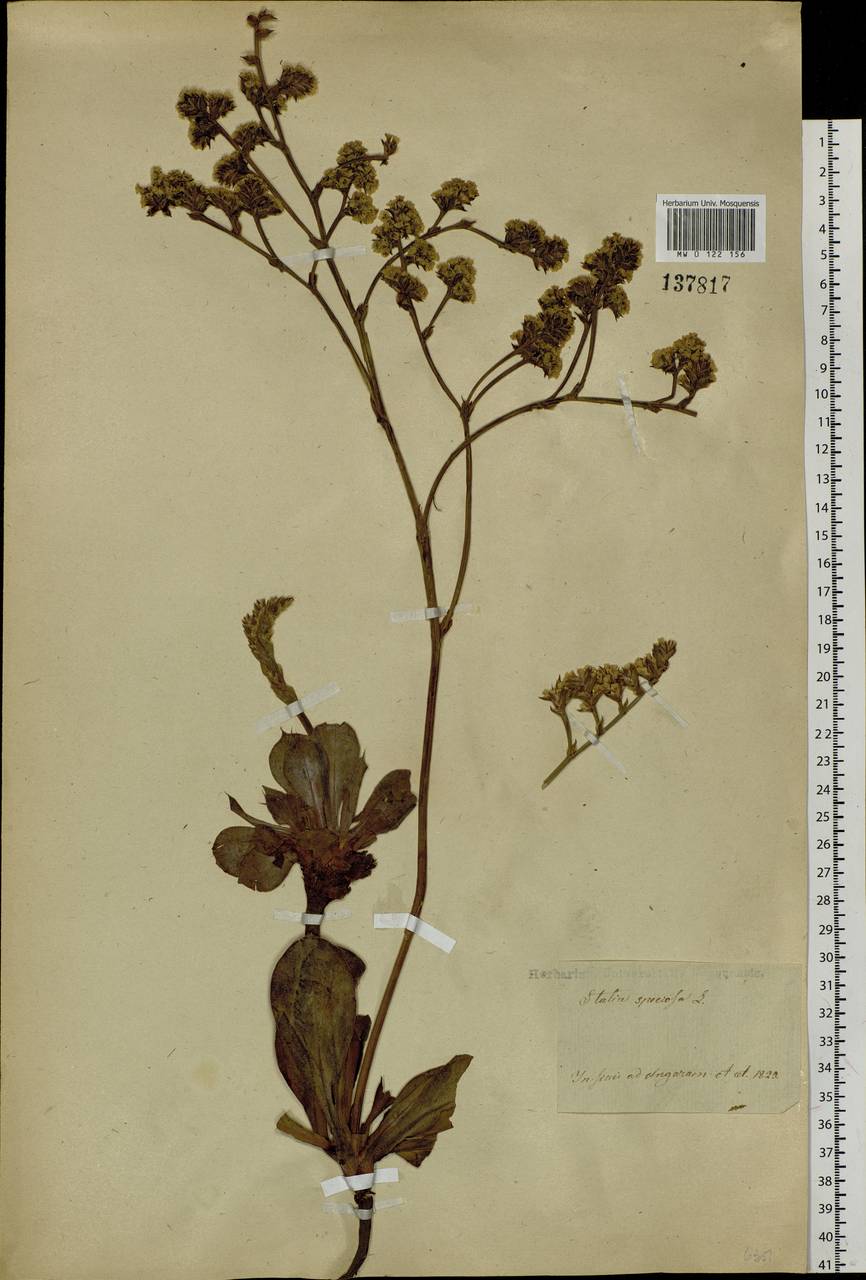 Goniolimon speciosum (L.) Boiss., Siberia, Baikal & Transbaikal region (S4) (Russia)