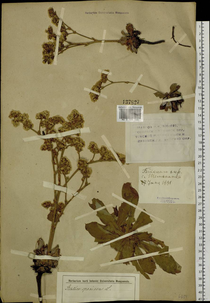Goniolimon speciosum (L.) Boiss., Siberia, Western (Kazakhstan) Altai Mountains (S2a) (Kazakhstan)