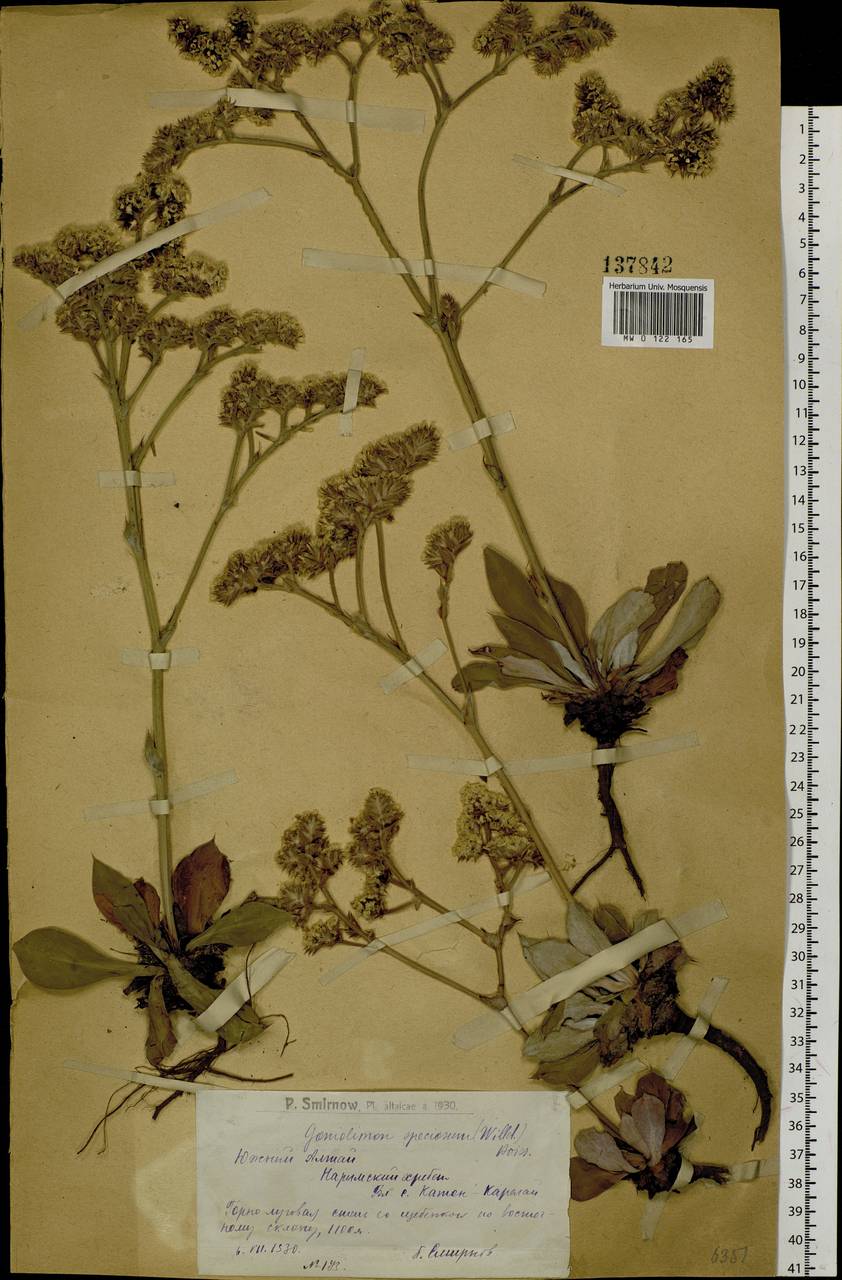 Goniolimon speciosum (L.) Boiss., Siberia, Western (Kazakhstan) Altai Mountains (S2a) (Kazakhstan)