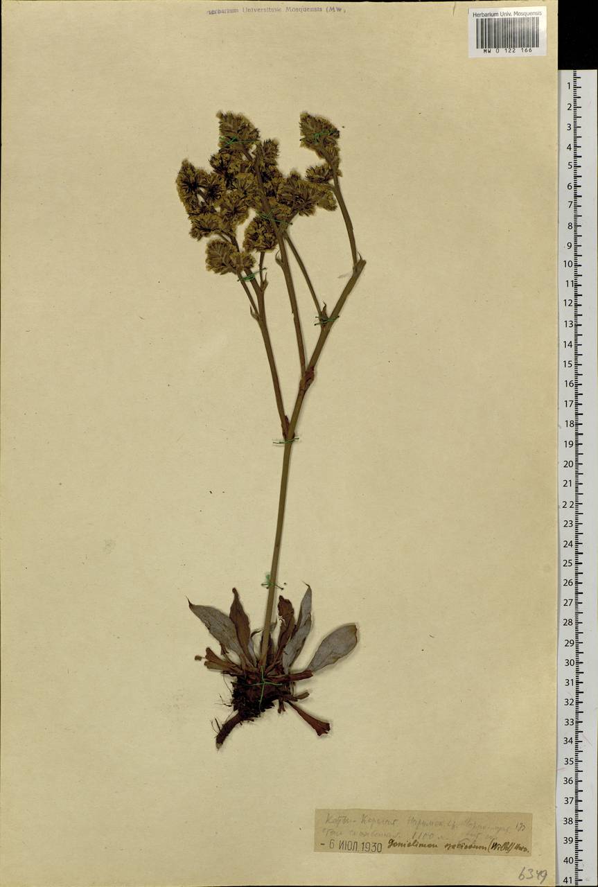 Goniolimon speciosum (L.) Boiss., Siberia, Western (Kazakhstan) Altai Mountains (S2a) (Kazakhstan)