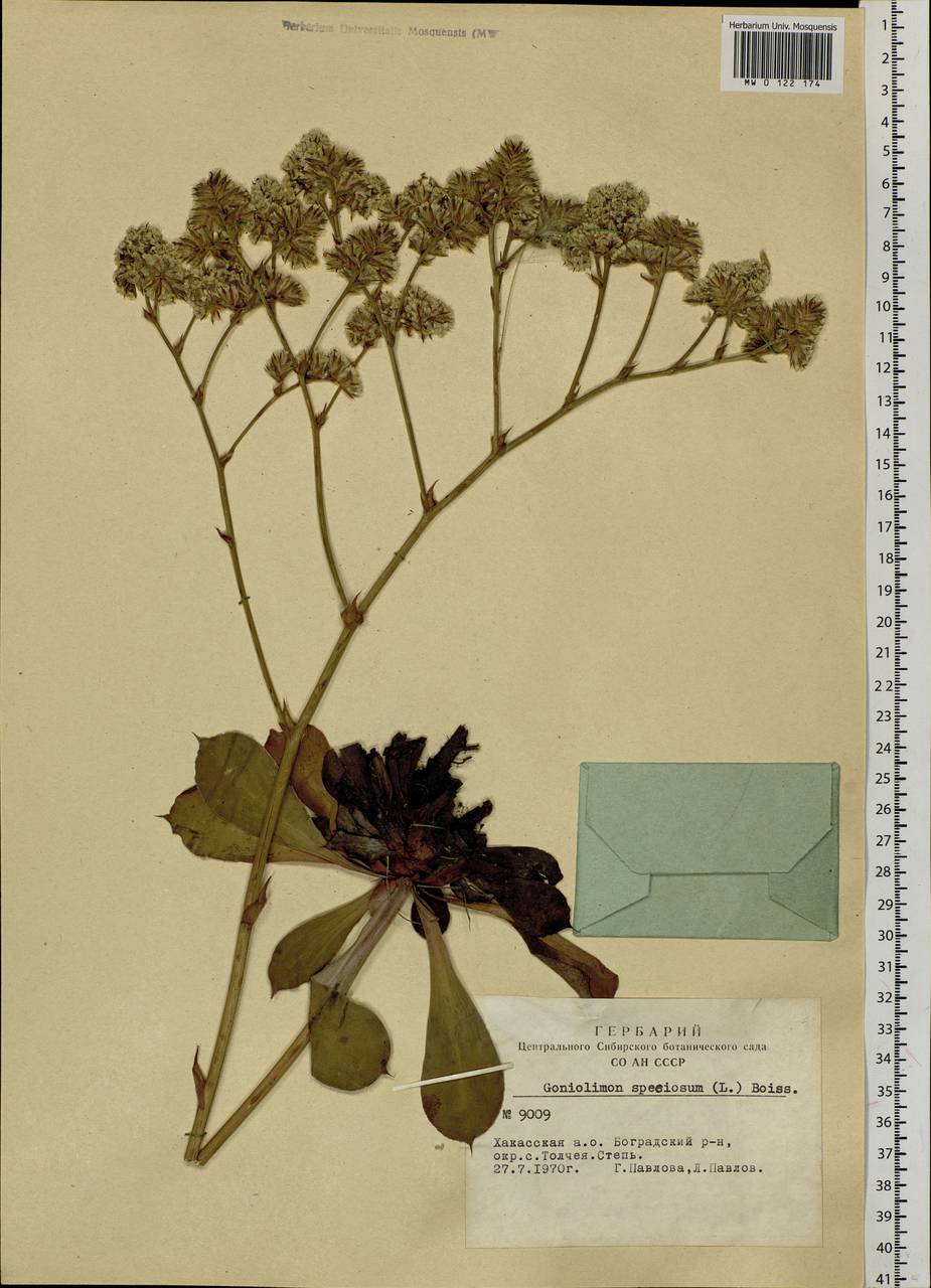 Goniolimon speciosum (L.) Boiss., Siberia, Altai & Sayany Mountains (S2) (Russia)