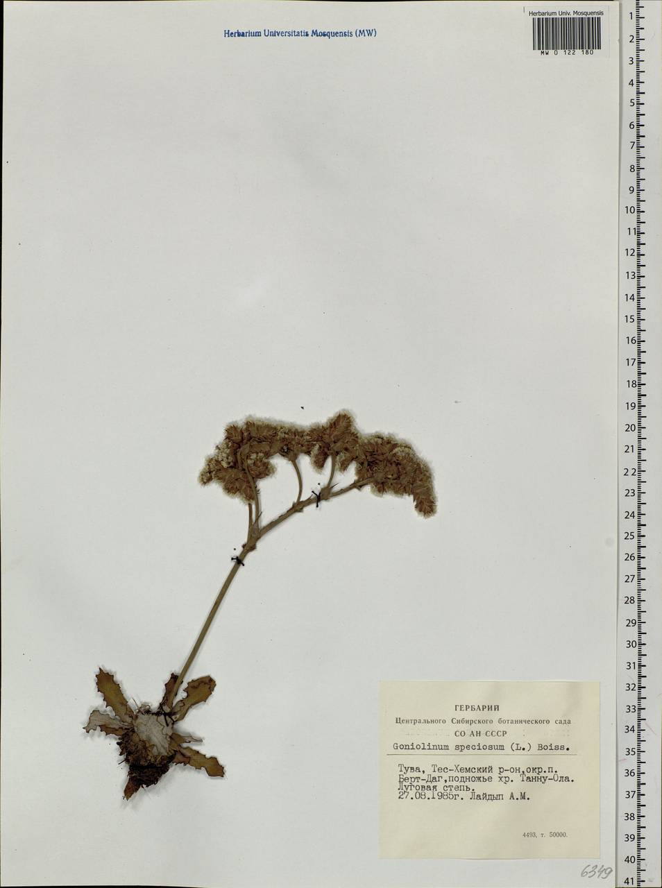 Goniolimon speciosum (L.) Boiss., Siberia, Altai & Sayany Mountains (S2) (Russia)