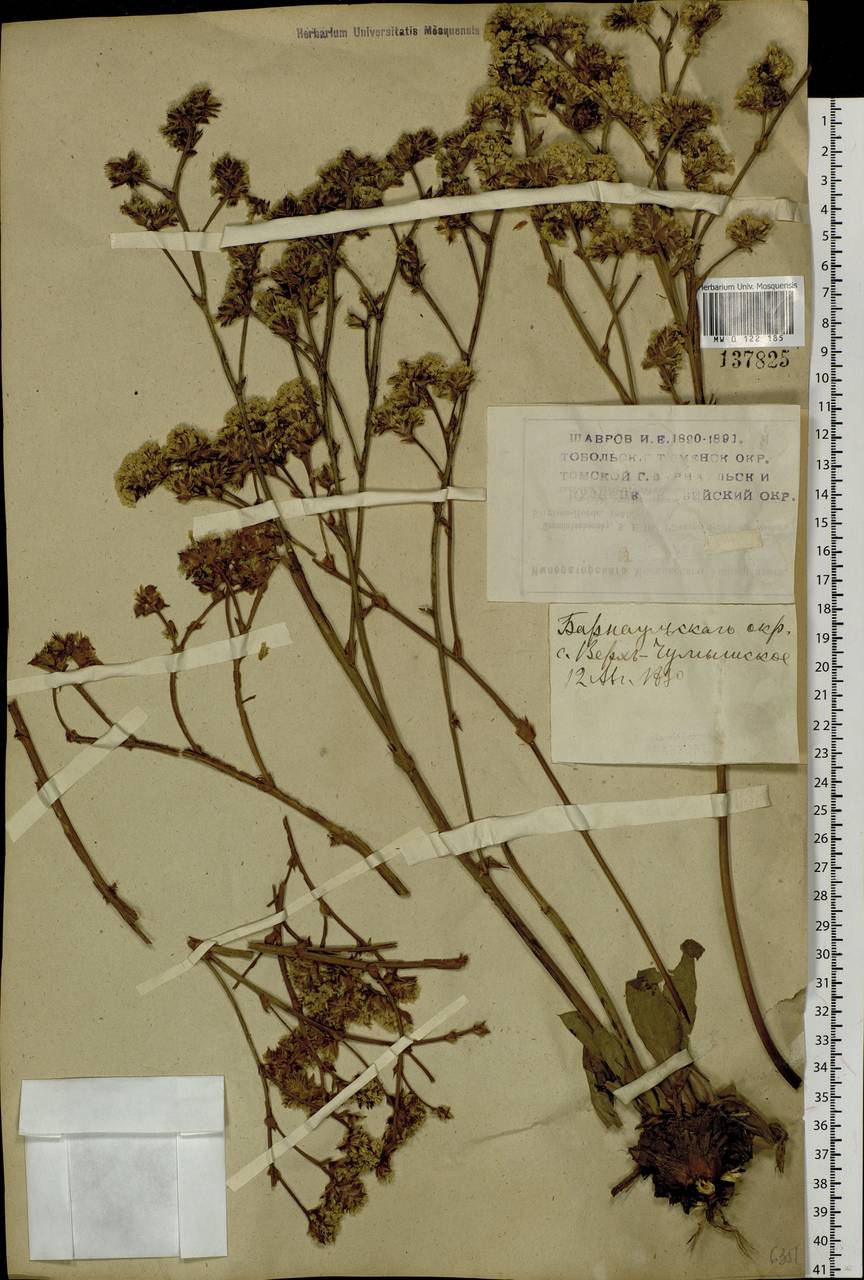 Goniolimon speciosum (L.) Boiss., Siberia, Altai & Sayany Mountains (S2) (Russia)