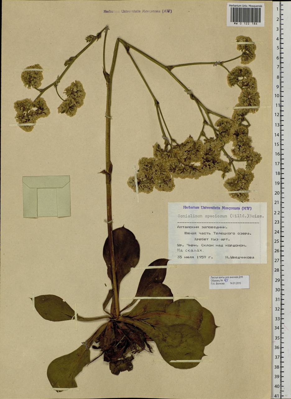 Goniolimon speciosum (L.) Boiss., Siberia, Altai & Sayany Mountains (S2) (Russia)
