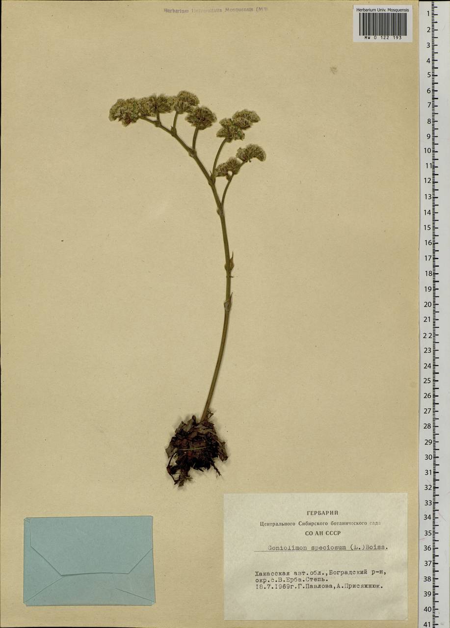 Goniolimon speciosum (L.) Boiss., Siberia, Altai & Sayany Mountains (S2) (Russia)