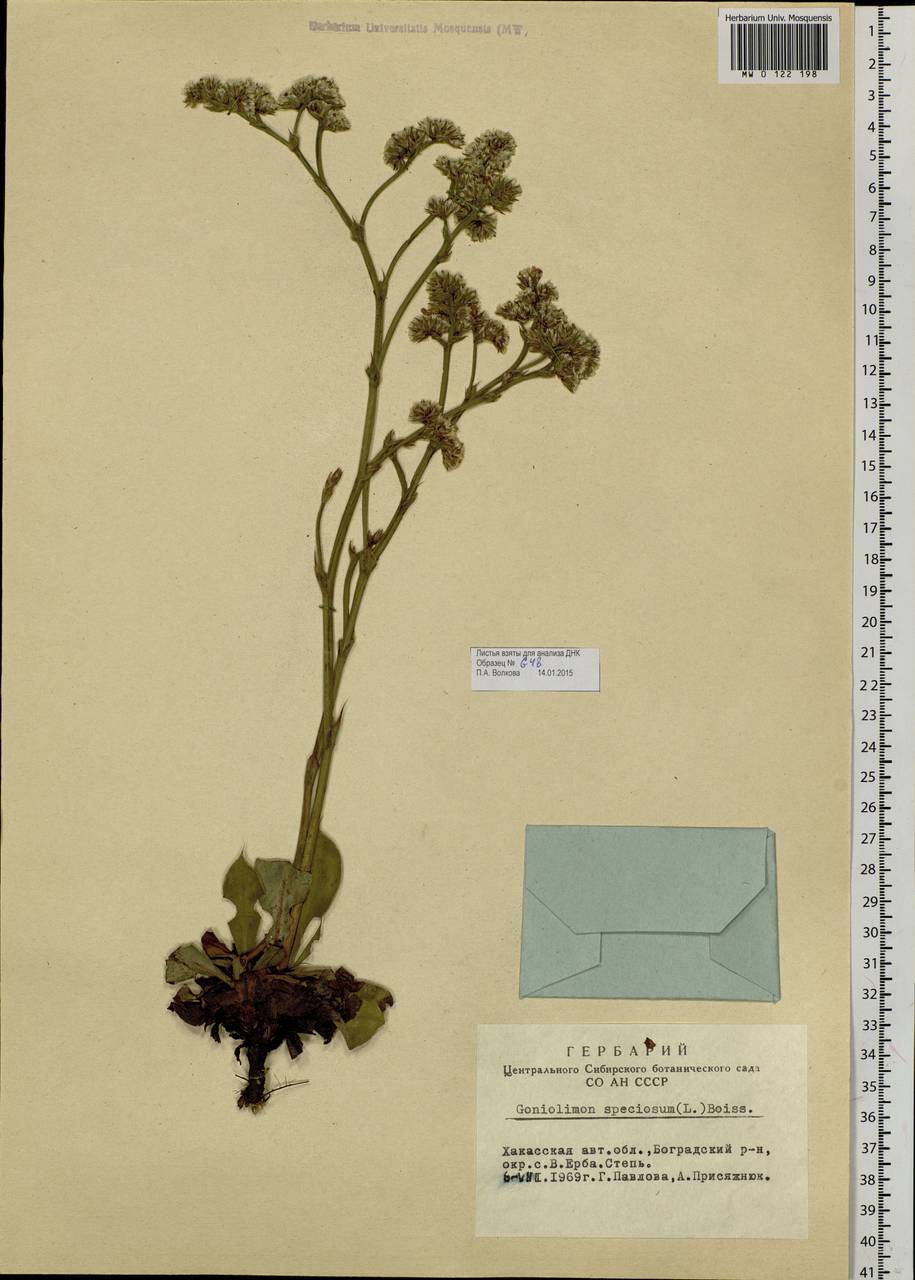Goniolimon speciosum (L.) Boiss., Siberia, Altai & Sayany Mountains (S2) (Russia)