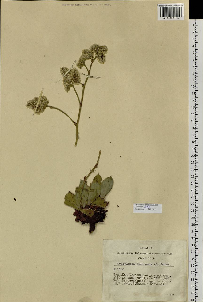 Goniolimon speciosum (L.) Boiss., Siberia, Altai & Sayany Mountains (S2) (Russia)