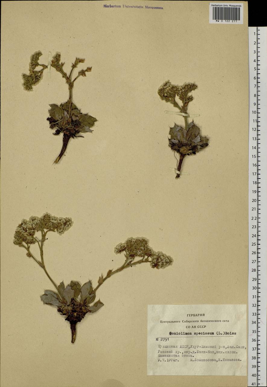 Goniolimon speciosum (L.) Boiss., Siberia, Altai & Sayany Mountains (S2) (Russia)