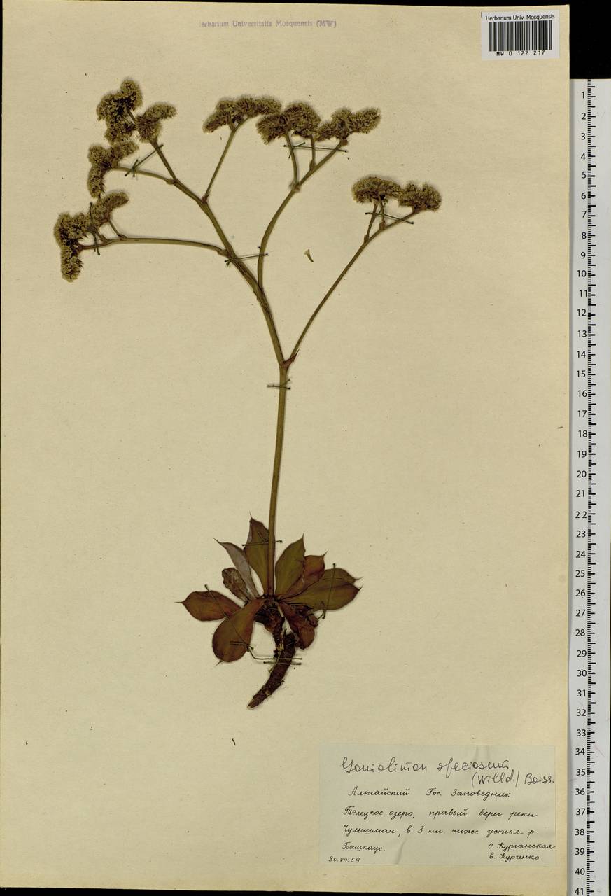 Goniolimon speciosum (L.) Boiss., Siberia, Altai & Sayany Mountains (S2) (Russia)