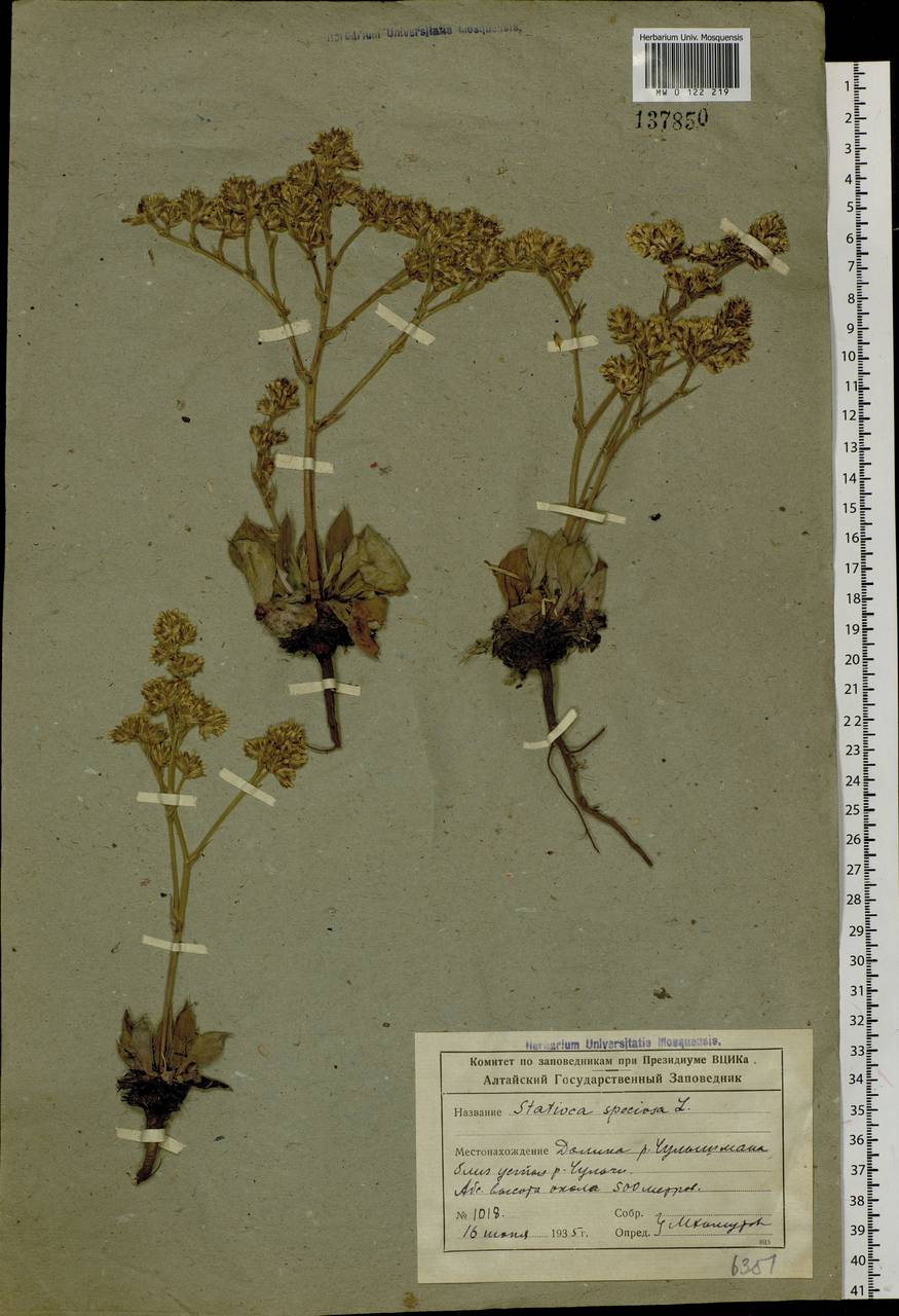 Goniolimon speciosum (L.) Boiss., Siberia, Altai & Sayany Mountains (S2) (Russia)