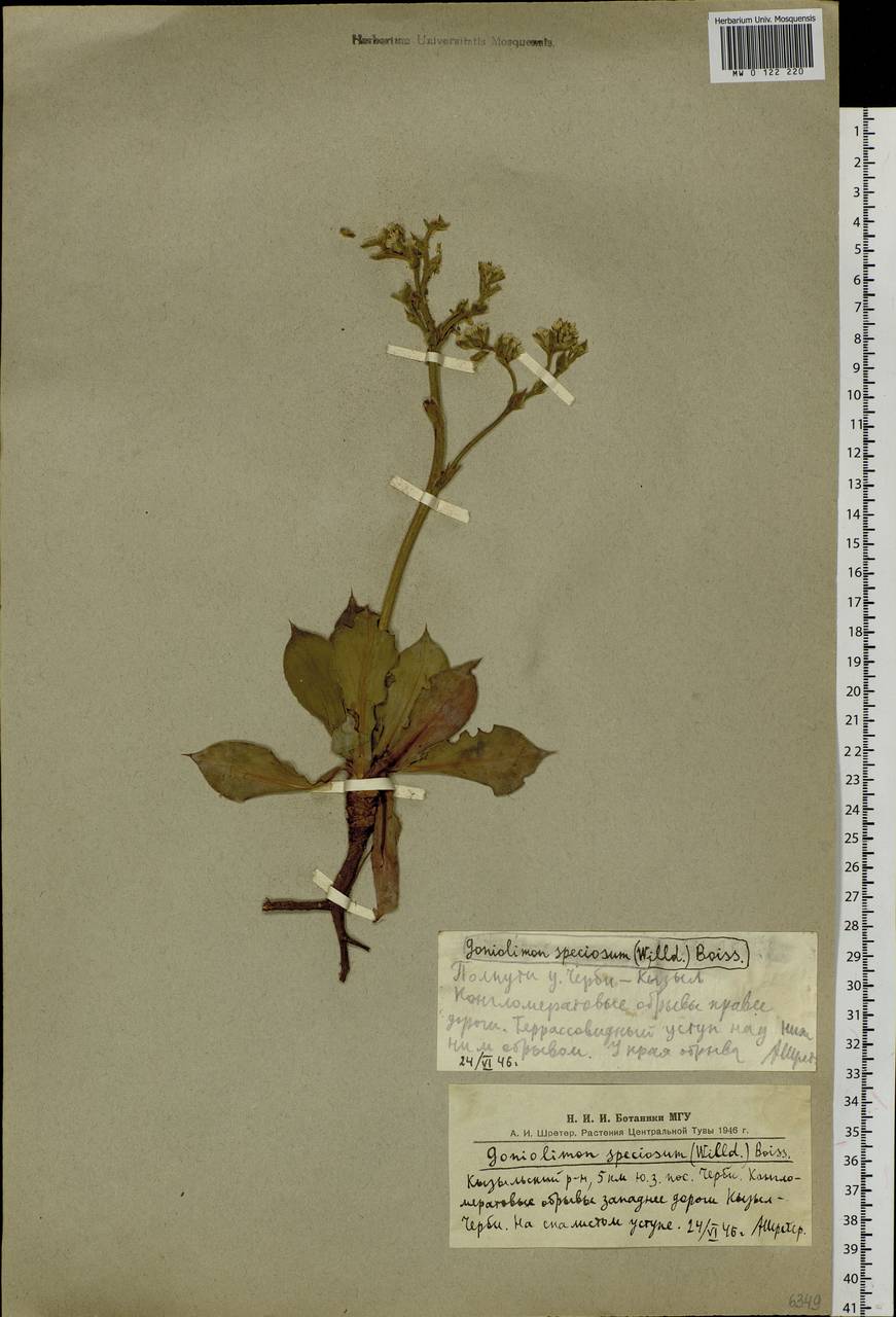 Goniolimon speciosum (L.) Boiss., Siberia, Altai & Sayany Mountains (S2) (Russia)