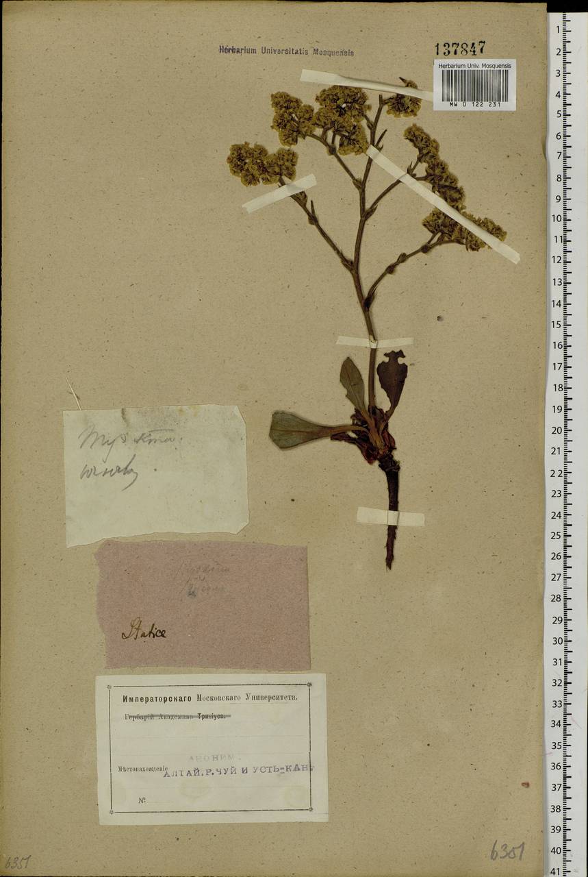 Goniolimon speciosum (L.) Boiss., Siberia, Altai & Sayany Mountains (S2) (Russia)
