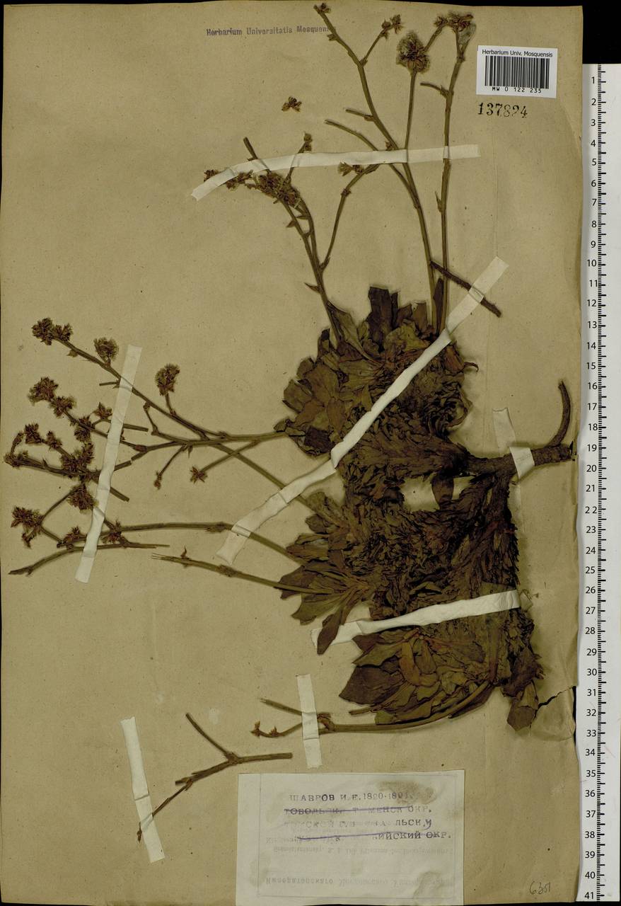 Goniolimon speciosum (L.) Boiss., Siberia, Altai & Sayany Mountains (S2) (Russia)