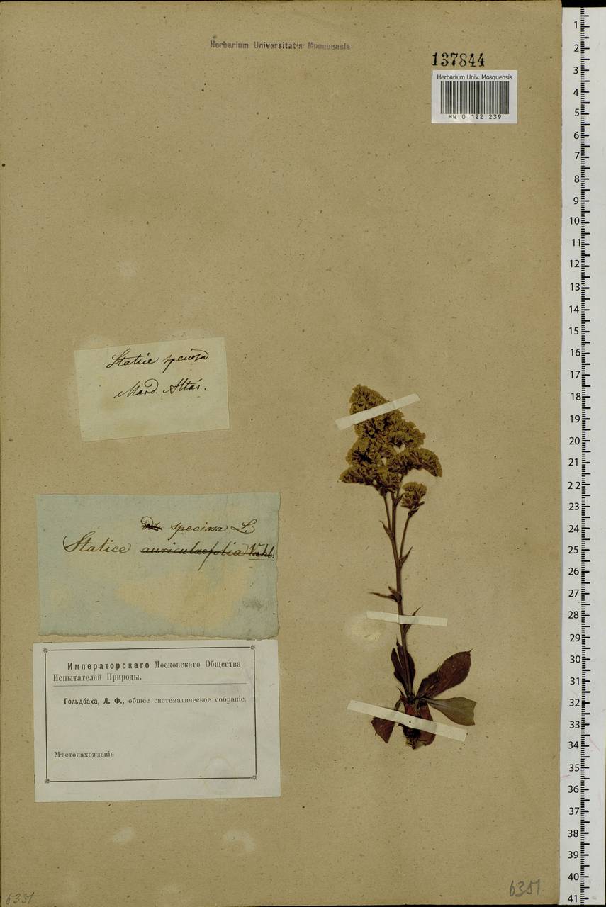 Goniolimon speciosum (L.) Boiss., Siberia, Altai & Sayany Mountains (S2) (Russia)