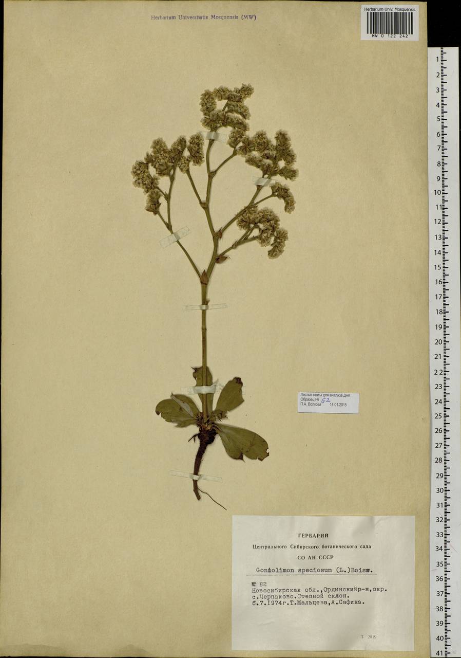 Goniolimon speciosum (L.) Boiss., Siberia, Western Siberia (S1) (Russia)