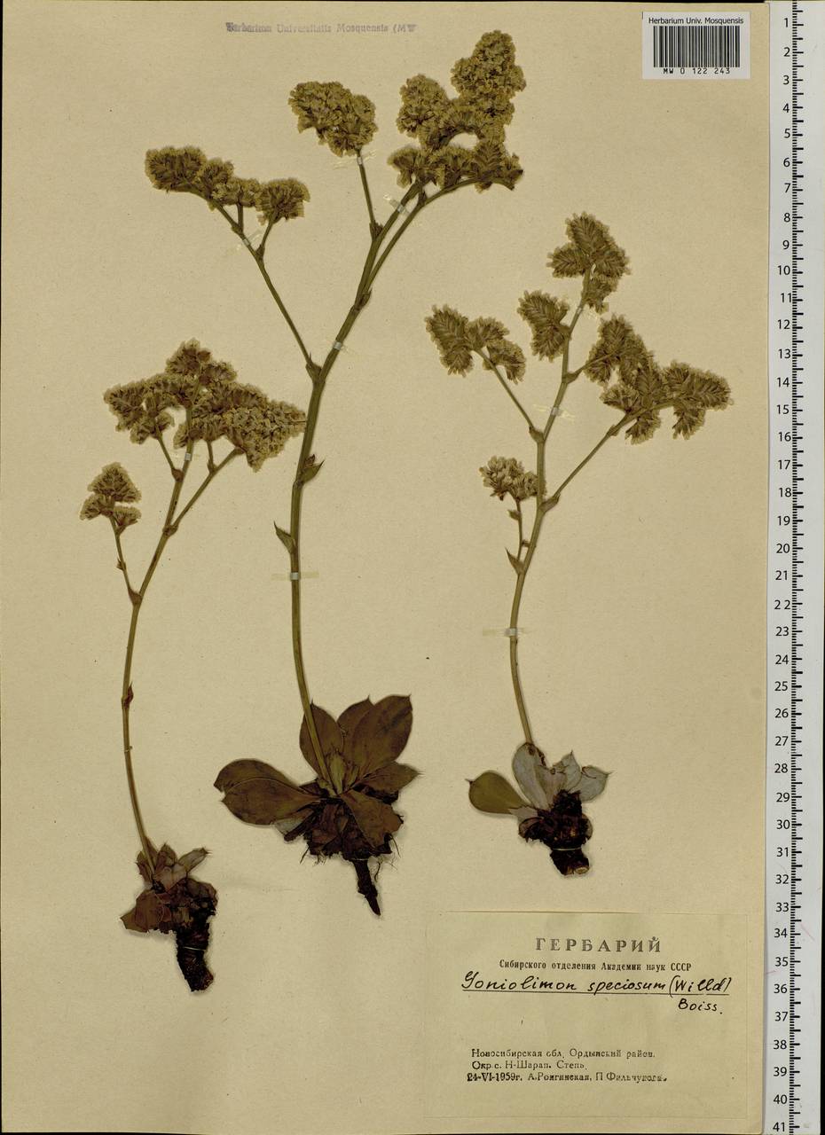 Goniolimon speciosum (L.) Boiss., Siberia, Western Siberia (S1) (Russia)