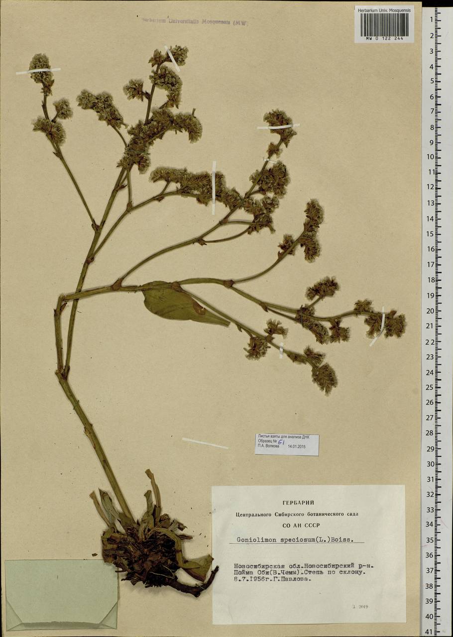 Goniolimon speciosum (L.) Boiss., Siberia, Western Siberia (S1) (Russia)