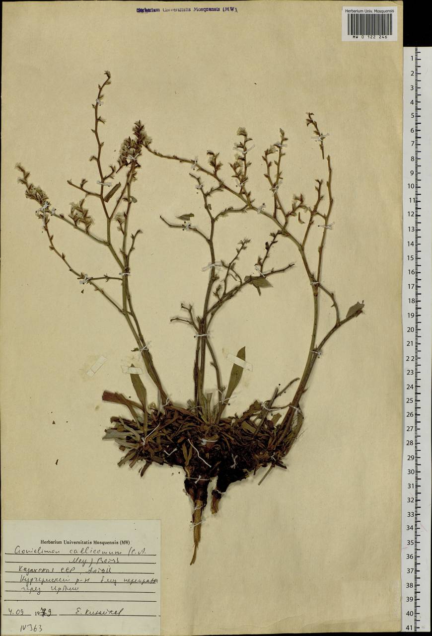 Goniolimon callicomum (C. A. Mey.) Boiss., Siberia, Western (Kazakhstan) Altai Mountains (S2a) (Kazakhstan)