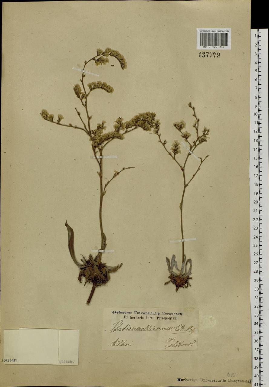 Goniolimon callicomum (C. A. Mey.) Boiss., Siberia, Altai & Sayany Mountains (S2) (Russia)