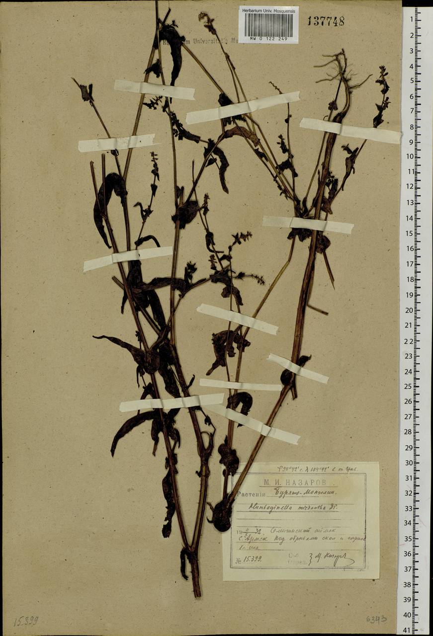 Plumbagella micrantha (Ledeb.) Spach, Siberia, Baikal & Transbaikal region (S4) (Russia)