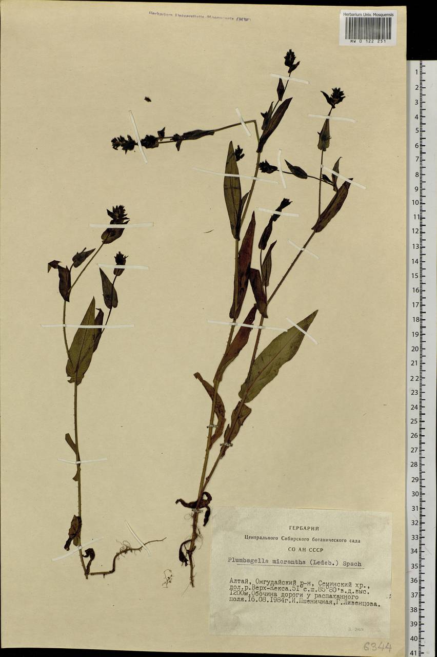 Plumbagella micrantha (Ledeb.) Spach, Siberia, Altai & Sayany Mountains (S2) (Russia)