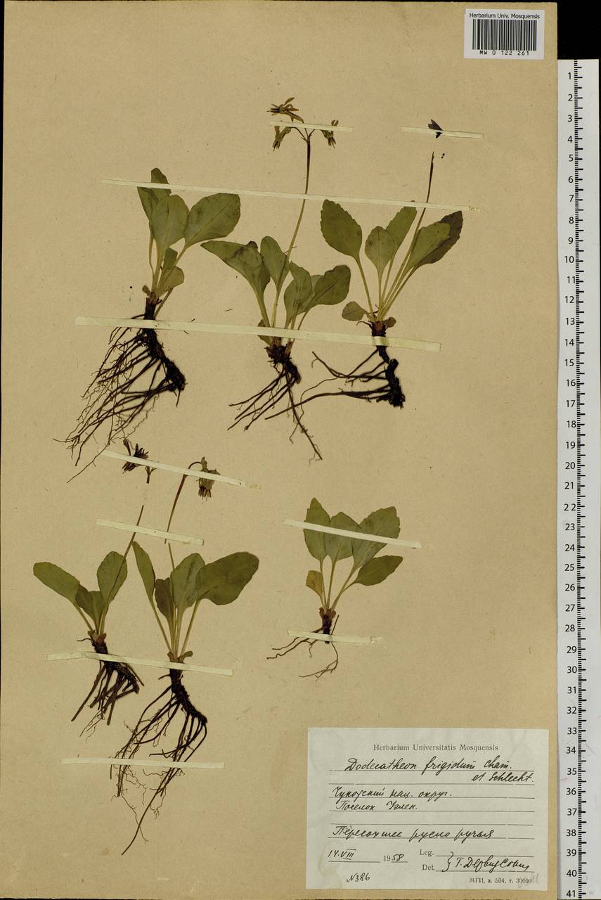 Dodecatheon frigidum Cham. & Schltdl., Siberia, Chukotka & Kamchatka (S7) (Russia)