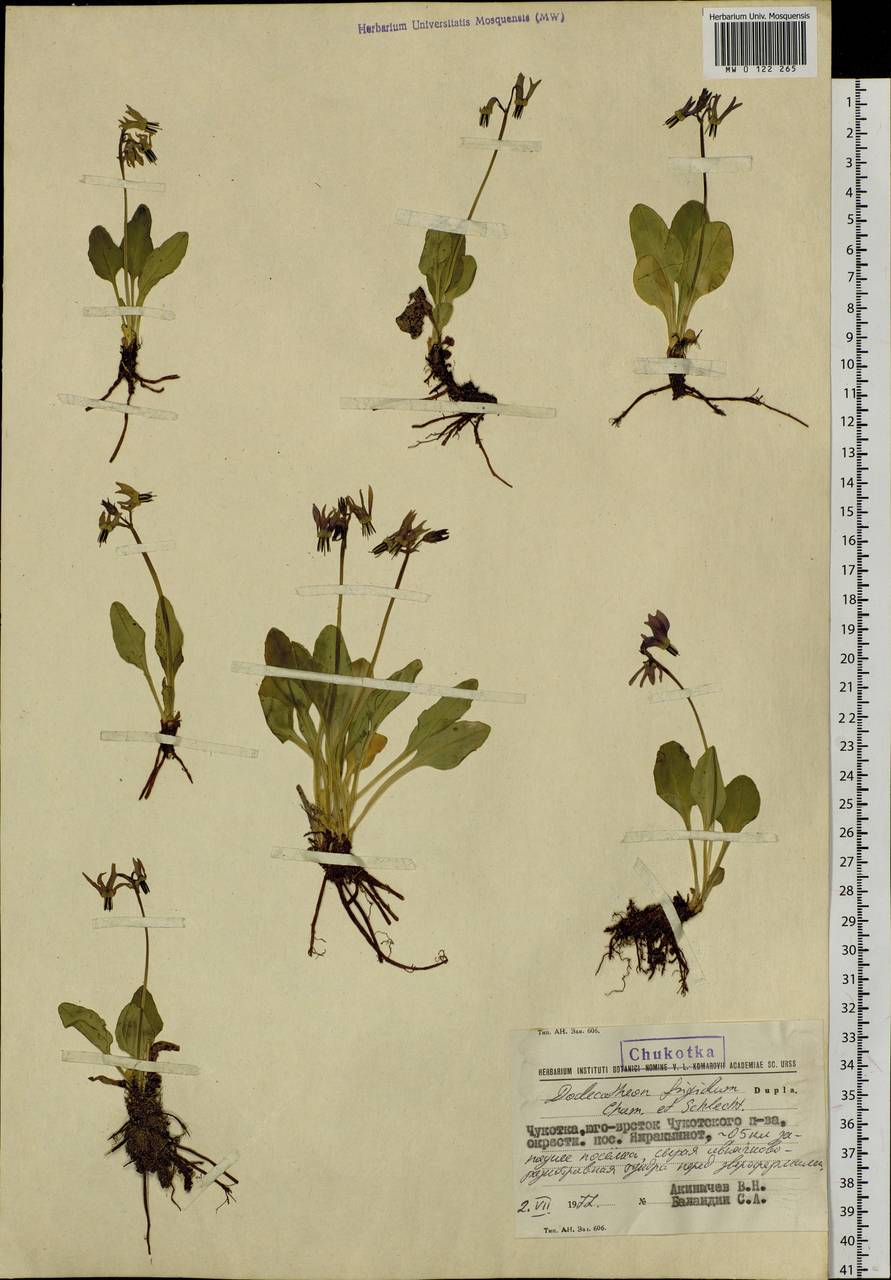 Dodecatheon frigidum Cham. & Schltdl., Siberia, Chukotka & Kamchatka (S7) (Russia)
