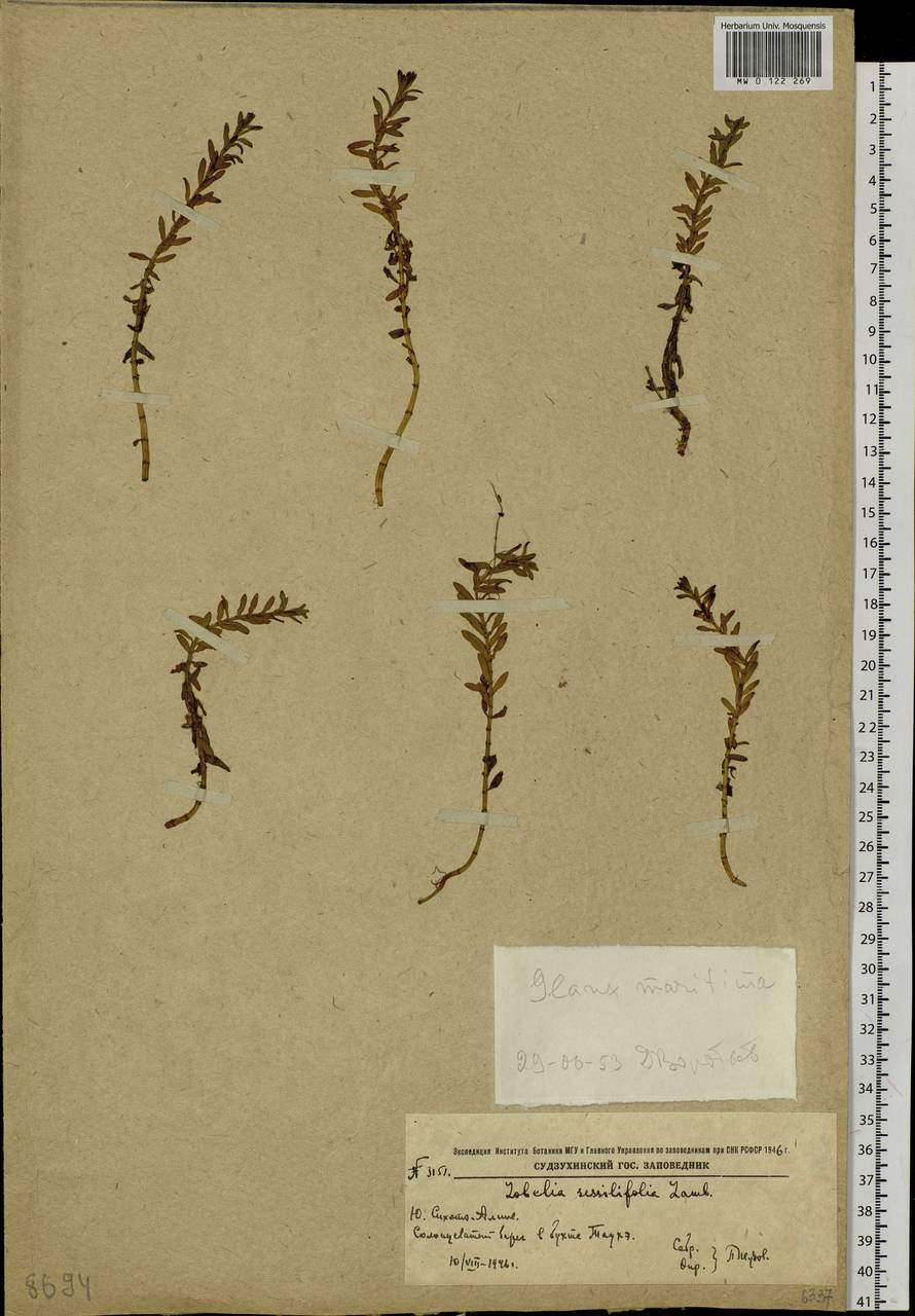 Lysimachia maritima (L.) Galasso, Banfi & Soldano, Siberia, Russian Far East (S6) (Russia)