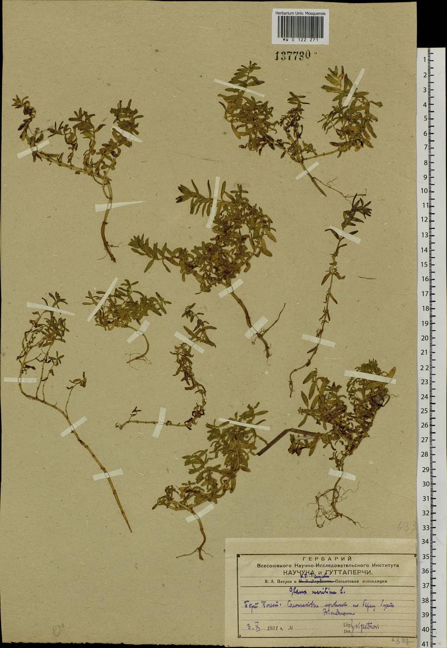 Lysimachia maritima (L.) Galasso, Banfi & Soldano, Siberia, Russian Far East (S6) (Russia)