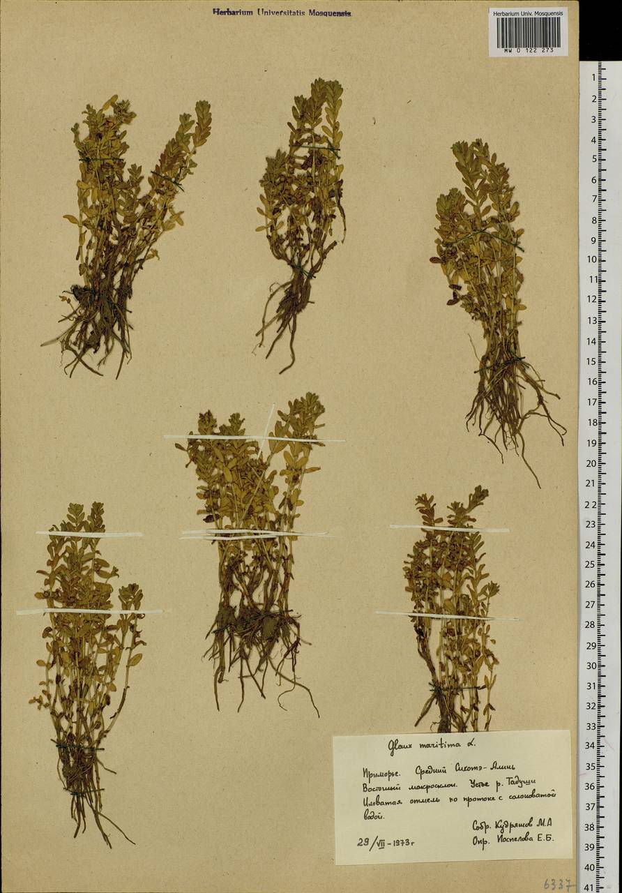 Lysimachia maritima (L.) Galasso, Banfi & Soldano, Siberia, Russian Far East (S6) (Russia)