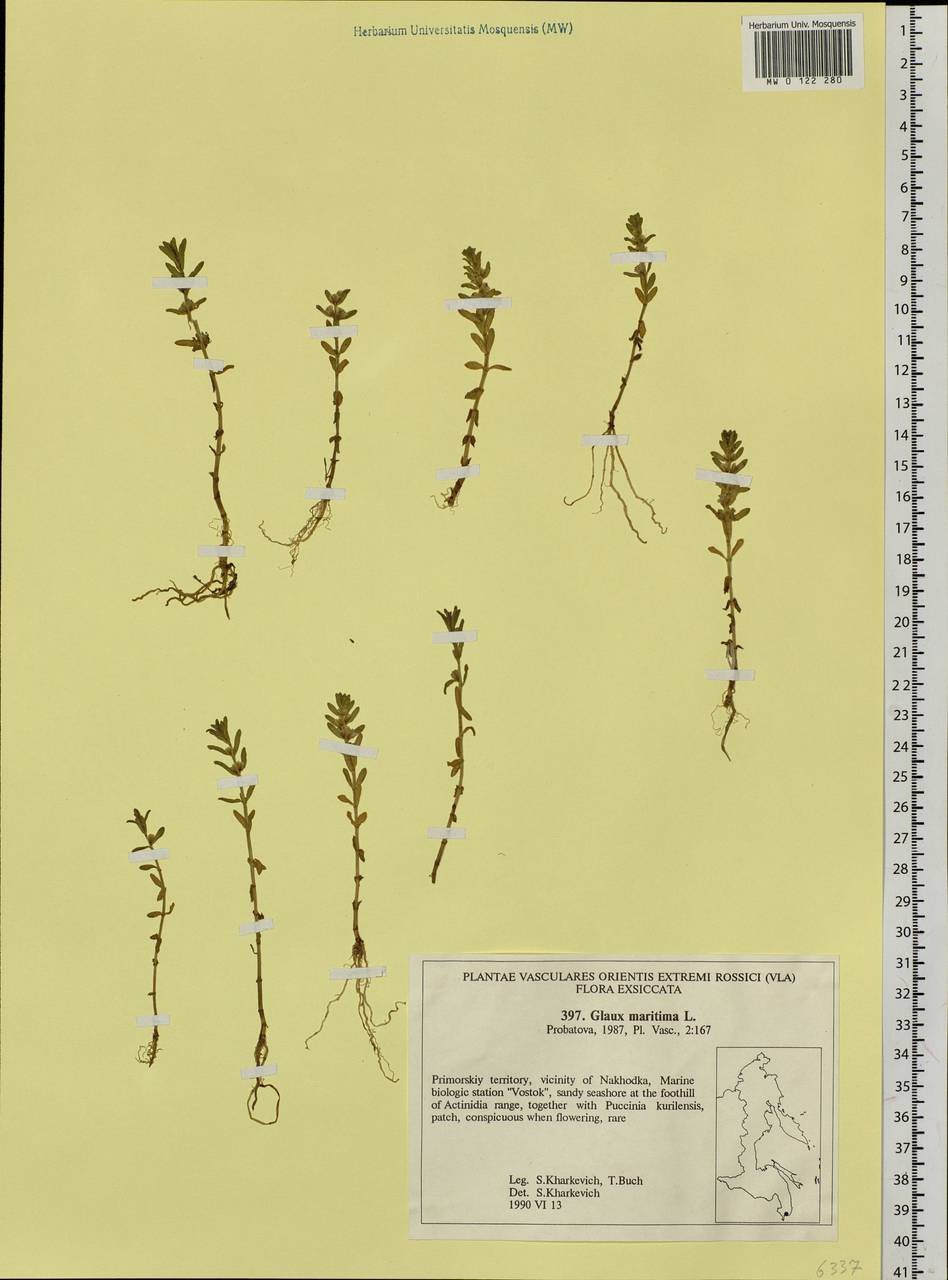 Lysimachia maritima (L.) Galasso, Banfi & Soldano, Siberia, Russian Far East (S6) (Russia)