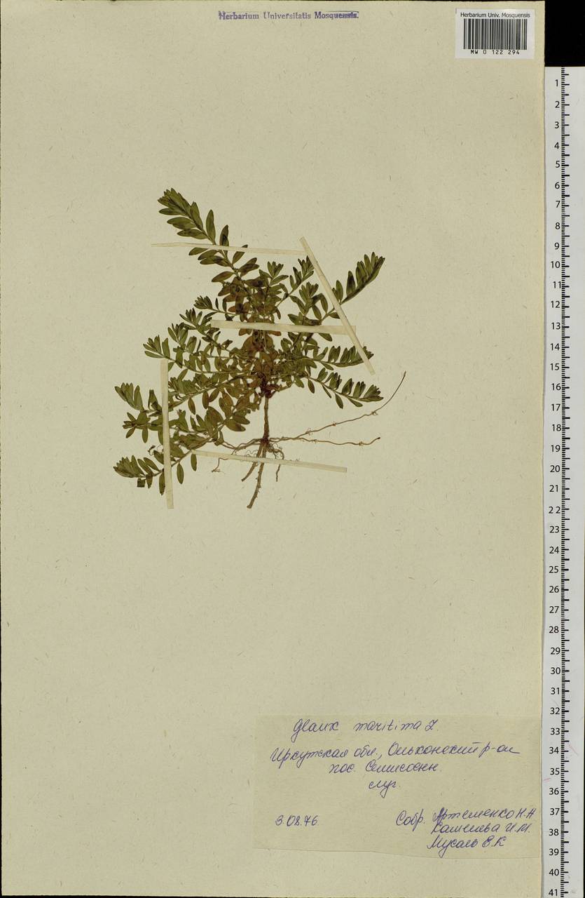 Lysimachia maritima (L.) Galasso, Banfi & Soldano, Siberia, Baikal & Transbaikal region (S4) (Russia)