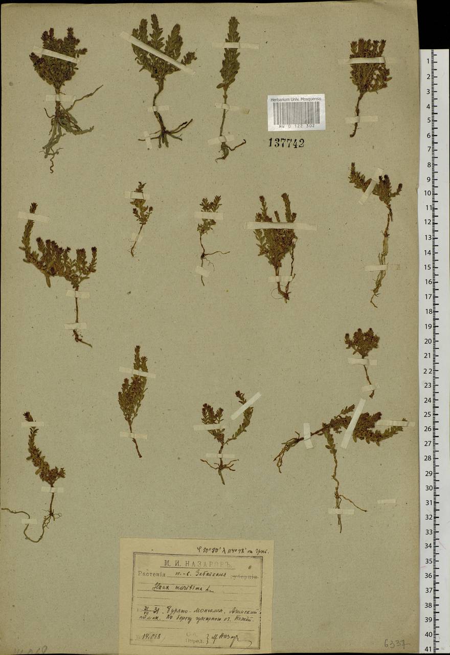 Lysimachia maritima (L.) Galasso, Banfi & Soldano, Siberia, Baikal & Transbaikal region (S4) (Russia)