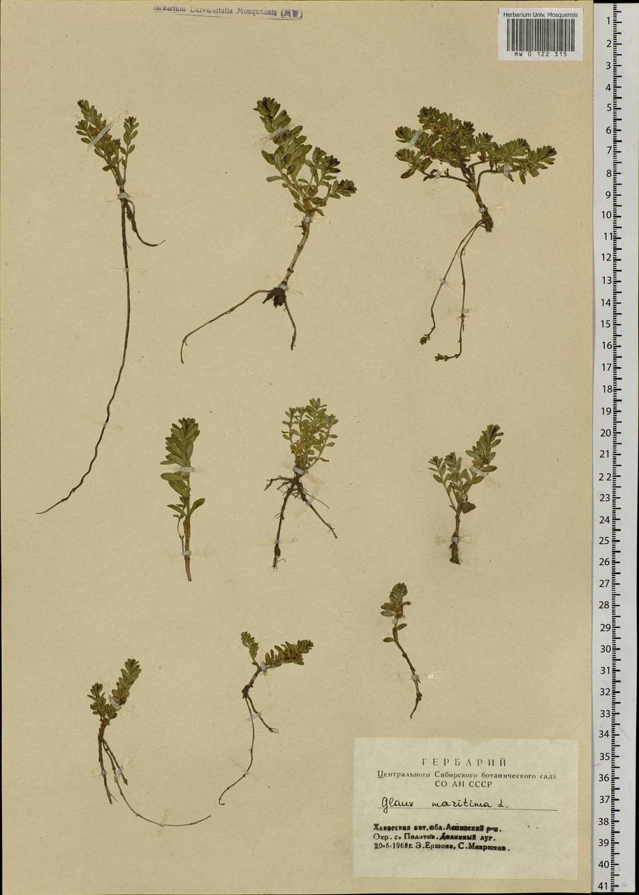 Lysimachia maritima (L.) Galasso, Banfi & Soldano, Siberia, Altai & Sayany Mountains (S2) (Russia)