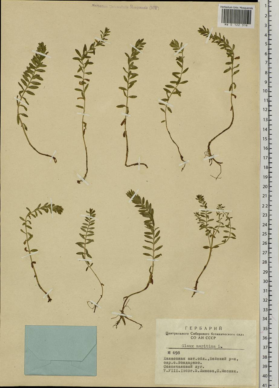 Lysimachia maritima (L.) Galasso, Banfi & Soldano, Siberia, Altai & Sayany Mountains (S2) (Russia)