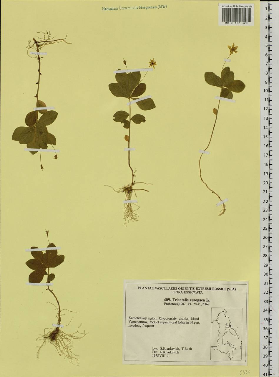 Lysimachia europaea (L.) U. Manns & Anderb., Siberia, Chukotka & Kamchatka (S7) (Russia)