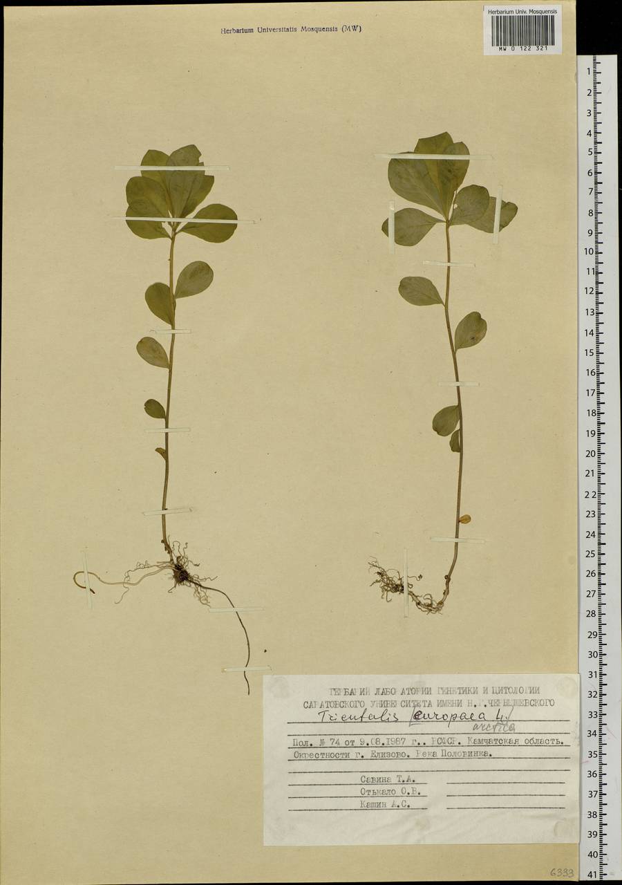 Lysimachia europaea var. arctica (Fisch. ex Hook.), Siberia, Chukotka & Kamchatka (S7) (Russia)