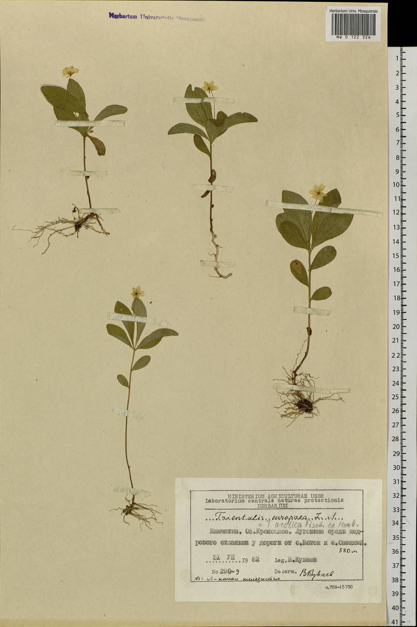 Lysimachia europaea var. arctica (Fisch. ex Hook.), Siberia, Chukotka & Kamchatka (S7) (Russia)